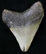 Juvenile Megalodon Tooth - North Carolina #18606-2